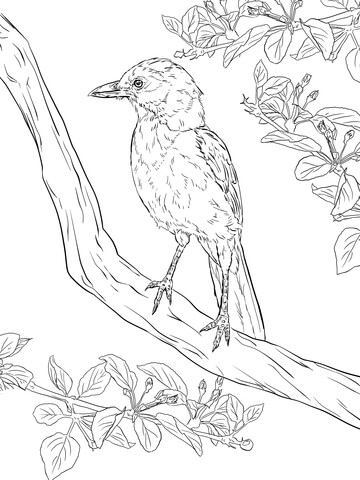 Realistic Florida Scrub Jay Coloring Page